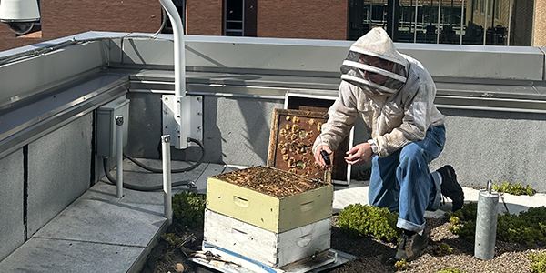 Beekeeper Bill Castro attends to the hive on the seventh-floor green roof of Health Sciences Research Facility III