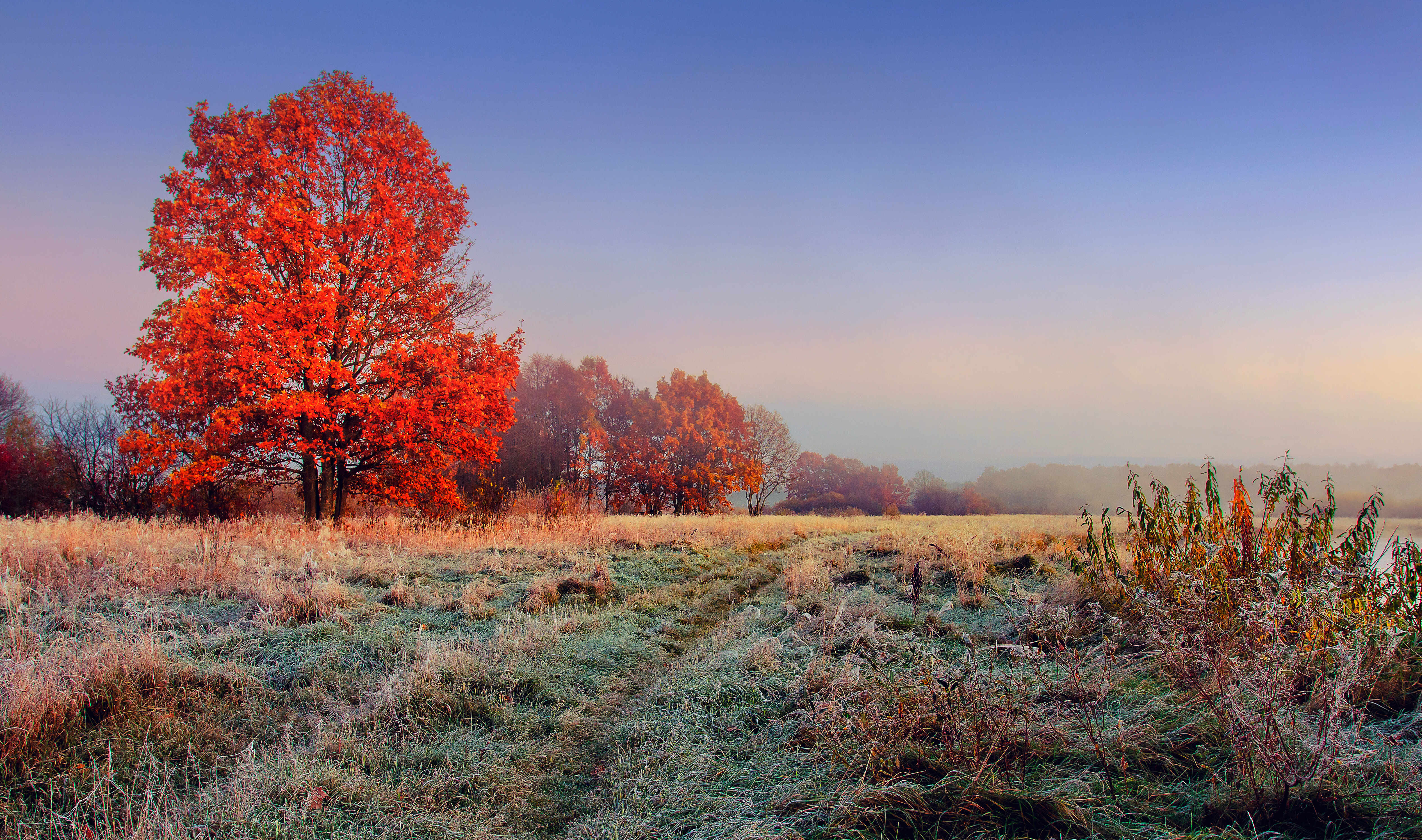 A serene autumn landscape featuring a large tree with vibrant red-orange foliage standing alone in a frost-covered field.