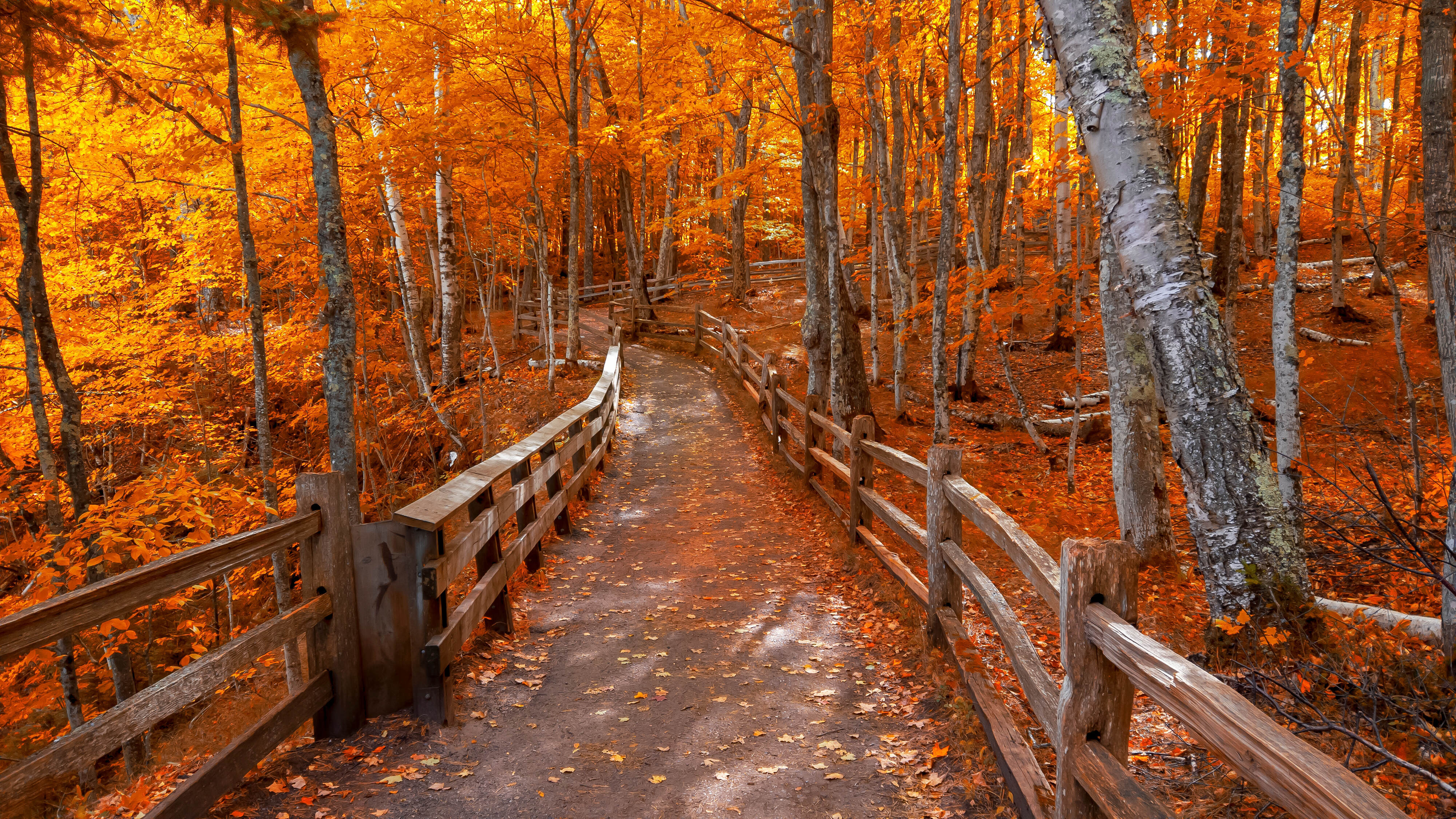 Stone bridge road through forest of orange leaves falling 