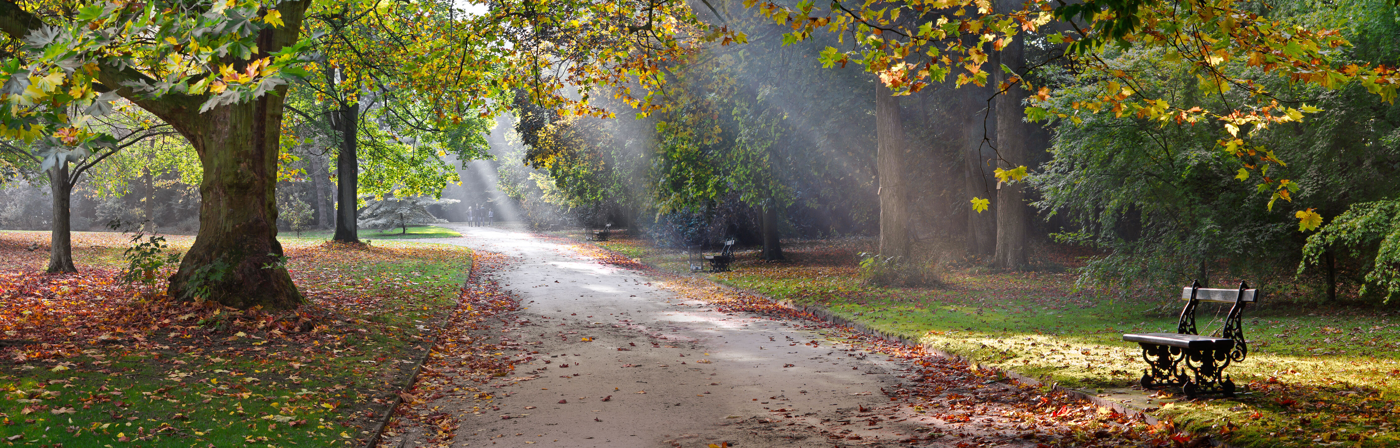 Paved pathway through a forest of falling leaves