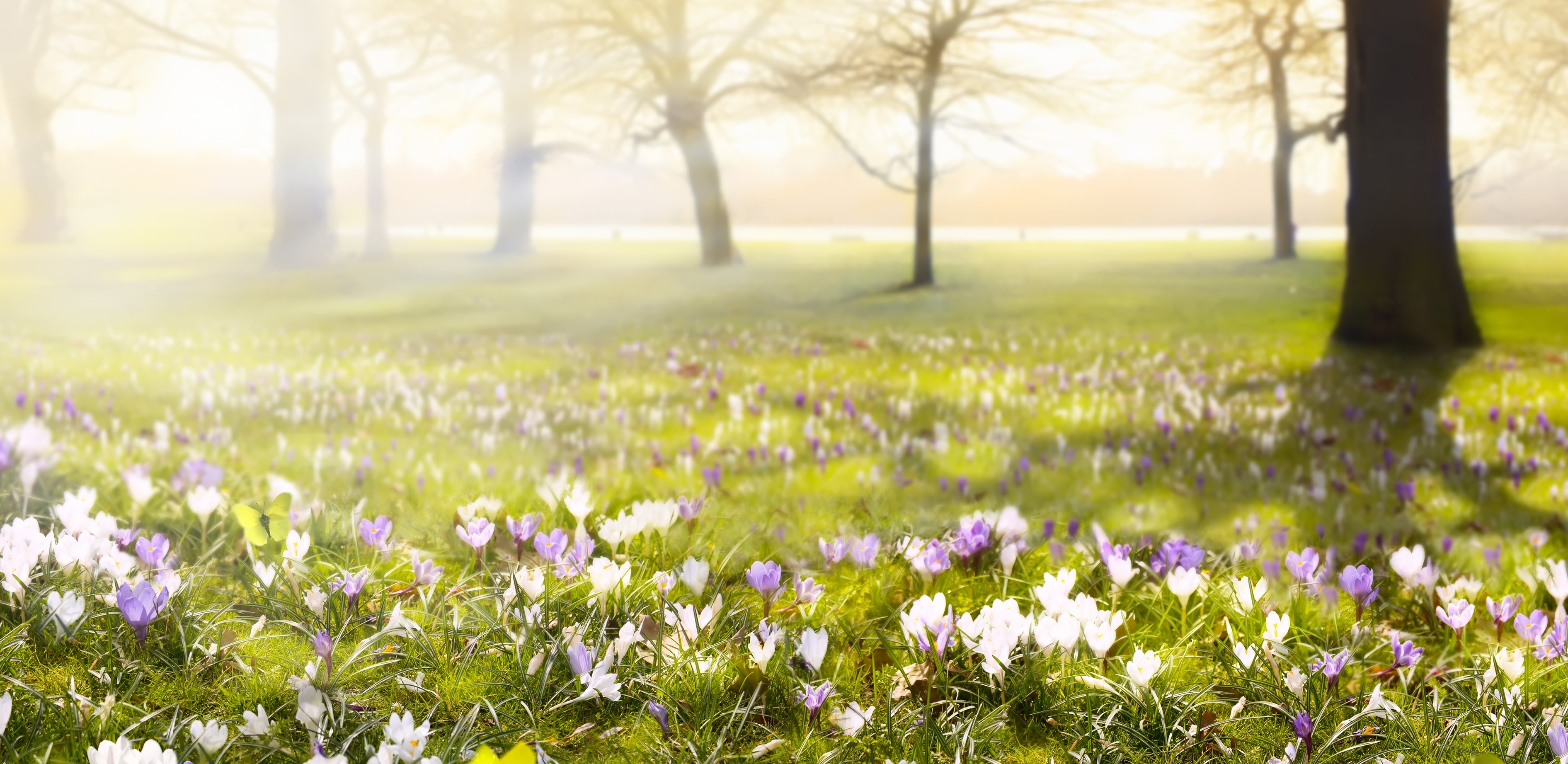 purple and white flowers in a forest during sunrise