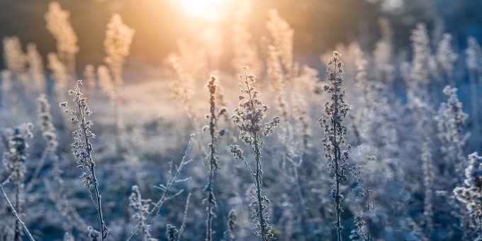 Sunset in winter forest