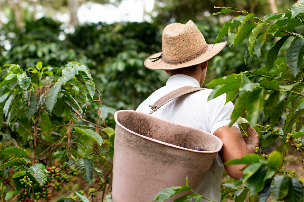 Man with a basket on his back in a coffee field.