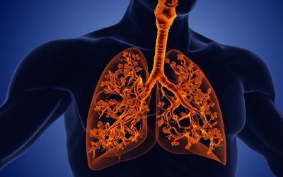 Graphic shows human lungs