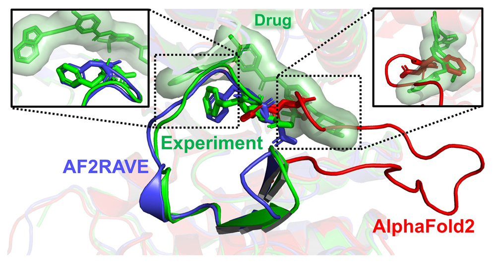 Researchers demonstrated that AlphaFold 2 (in red) is ineffective for drug design because of its clashes with the experimentally known pose of a widely used cancer drug (in green). Top left box: In contrast, the AF2RAVE method generates a structural model (in blue) that aligns accurately with the drug-bound experimental pose (in green).