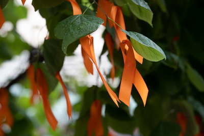 Hundreds of bright orange ribbons symbolized awareness of gun violence and each ribbon represented a life lost to gun violence in Baltimore this past year. They were the backdrop of a press conference announcing the launch of the University of Maryland, Baltimore’s Center for Violence Prevention.