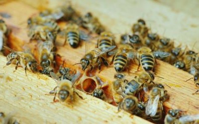 A closeup of bees from the hive on the seventh-floor green roof of HSRFIII.