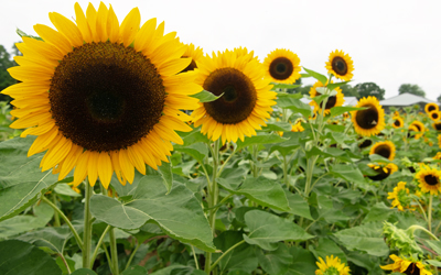 Sun Flowers at Wye River farm (ALEI)