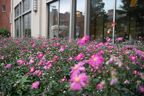 Purple flowers