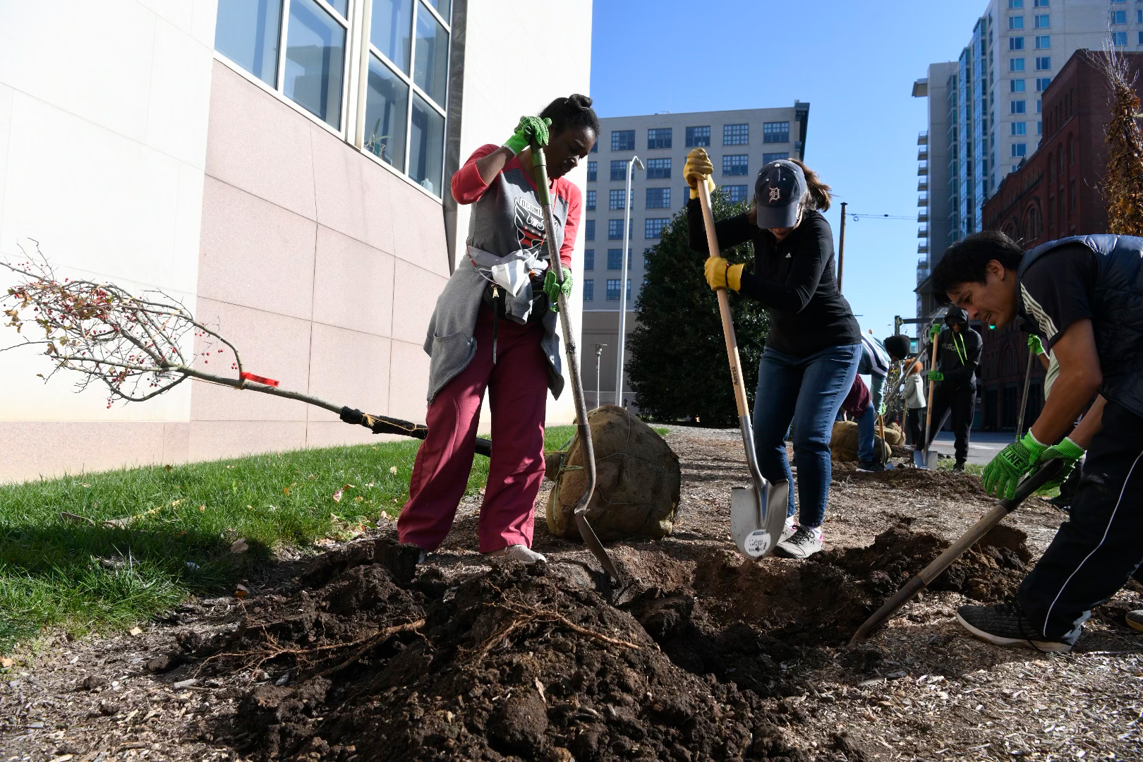 people digging holes to plant trees behind library