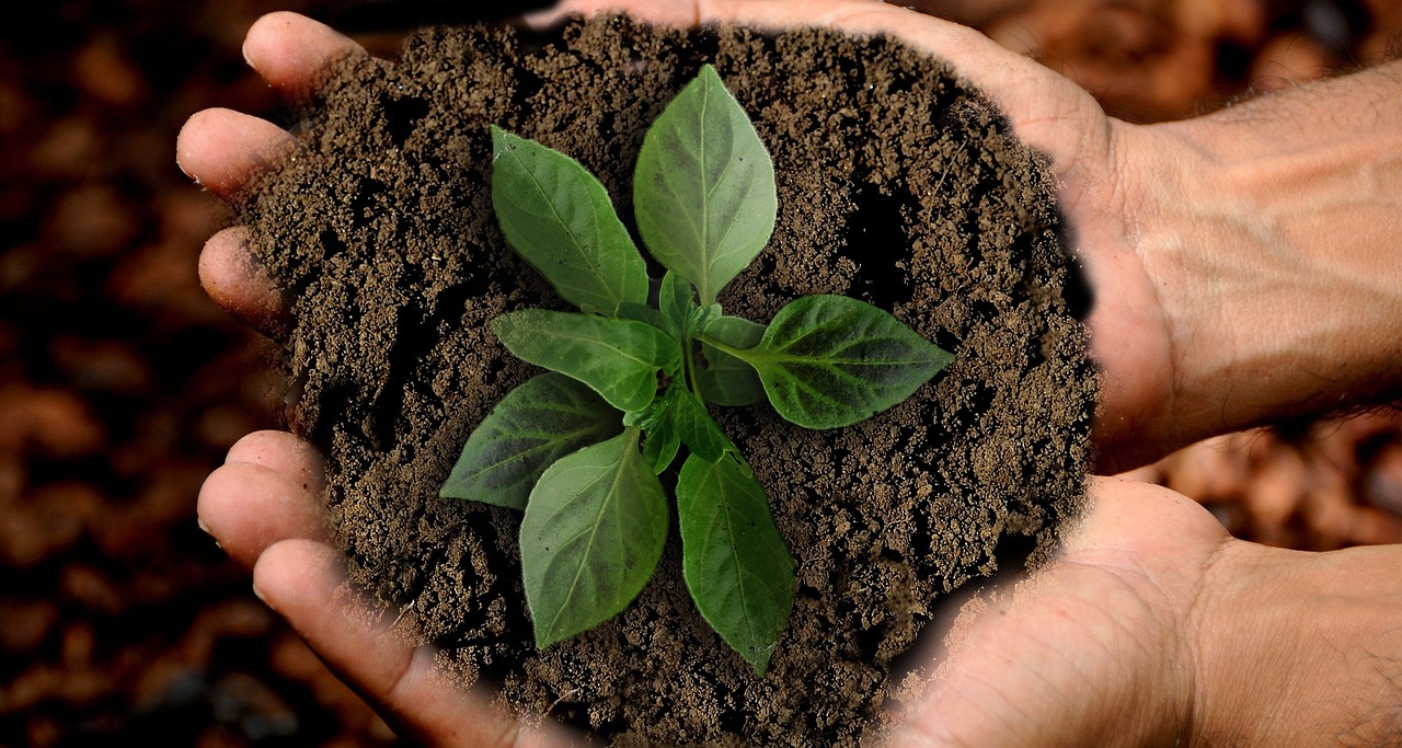 plant in soil in person's hands